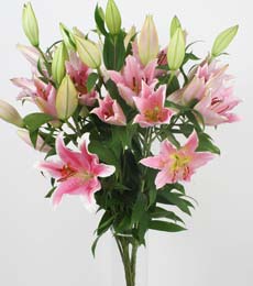  Ankara Anadolu ucuz �i�ek g�nder  5 Pembe lilyum kazablanka buket �i�ek modeli