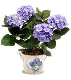  Ankara Anadolu anneler g�n� �i�ek yolla  Hydrangea Plant ortanca