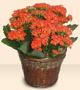 Ankara Anadolu �i�ek servisi , �i�ek�i adresleri  Large Kalanchoe in Basket