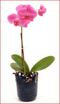  Ankara Anadolu �i�ek ma�azas� , �i�ek�i adresleri  Phalaenopsis Orchid Plant