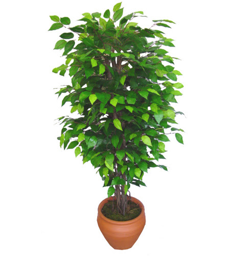 Ficus Benjamin 1,50 cm   Ankara Anadolu anneler g�n� �i�ek yolla 