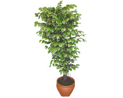 Ficus �zel Starlight 1,75 cm   Ankara Anadolu cicek , cicekci 