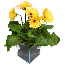 9 adet gerbera �i�egi ve cam tanzim  Ankara Anadolu cicek , cicekci 