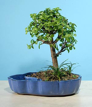 Ankara Anadolu 14 �ubat sevgililer g�n� �i�ek  Bonsai 6 yas civari