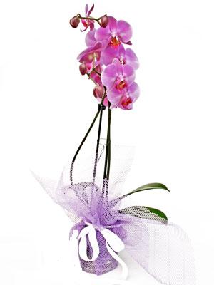  Ankara Anadolu anneler gn iek yolla  Kaliteli ithal saksida orkide
