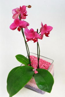  Ankara Anadolu ieki maazas  tek dal cam yada mika vazo ierisinde orkide