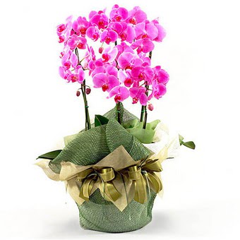  Ankara Anadolu Anadolu nternetten iek siparii  2 dal orkide , 2 kkl orkide - saksi iegidir