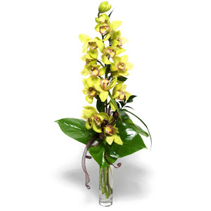  Ankara Anadolu iek yolla  1 dal orkide iegi - cam vazo ierisinde -