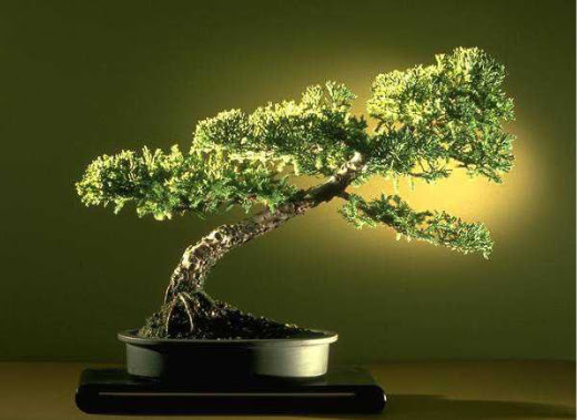 ithal bonsai saksi �i�egi  Ankara Anadolu �i�ek�i ma�azas� 
