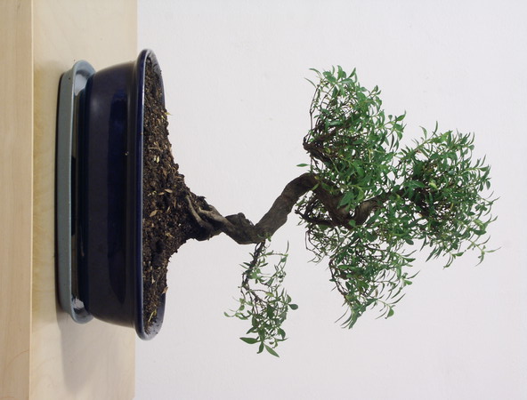ithal bonsai saksi iegi  Ankara Anadolu iek siparii vermek 