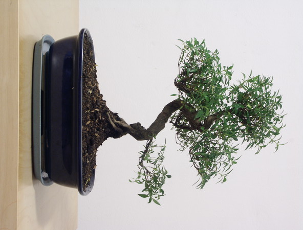 ithal bonsai saksi �i�egi  Ankara Anadolu �i�ek sipari�i vermek 