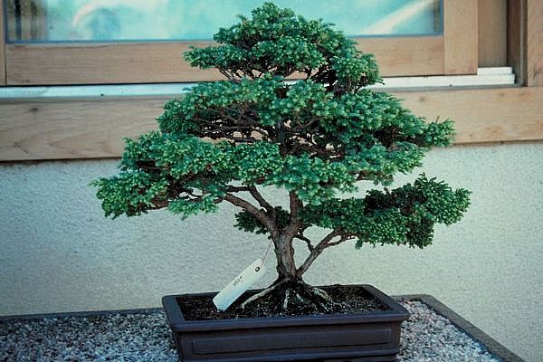 ithal bonsai saksi �i�egi  Ankara Anadolu 14 �ubat sevgililer g�n� �i�ek 