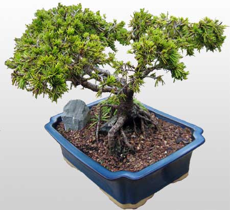 ithal bonsai saksi iegi  Ankara Anadolu ieki maazas 