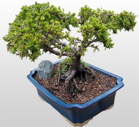 ithal bonsai saksi �i�egi  Ankara Anadolu �i�ek�i ma�azas� 
