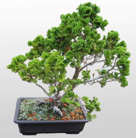 ithal bonsai saksi �i�egi  Ankara Anadolu Anadolu �nternetten �i�ek sipari�i 