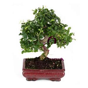 ithal bonsai saksi �i�egi  Ankara Anadolu anneler g�n� �i�ek yolla 