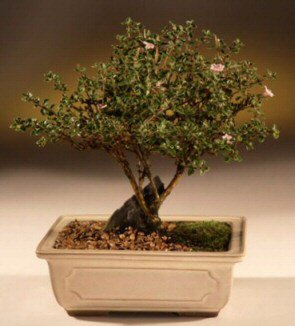 ithal bonsai saksi �i�egi  Ankara Anadolu �i�ek ma�azas� , �i�ek�i adresleri 