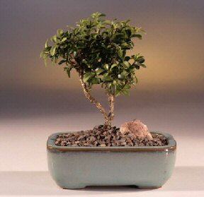  Ankara Anadolu �i�ek yolla  ithal bonsai saksi �i�egi  Ankara Anadolu internetten �i�ek sat��� 