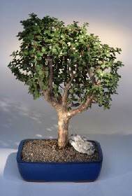  Ankara Anadolu �i�ek g�nderme  ithal bonsai saksi �i�egi  Ankara Anadolu �i�ek�iler 