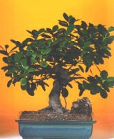  Ankara Anadolu �i�ek�i telefonlar�  ithal bonsai saksi �i�egi  Ankara Anadolu internetten �i�ek sipari�i 