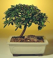  Ankara Anadolu ucuz �i�ek g�nder  ithal bonsai saksi �i�egi  Ankara Anadolu cicek , cicekci 