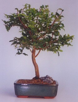  Ankara Anadolu ucuz �i�ek g�nder  ithal bonsai saksi �i�egi  Ankara Anadolu anneler g�n� �i�ek yolla 