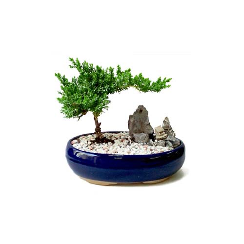 ithal bonsai saksi �i�egi  Ankara Anadolu �i�ek g�nderme 