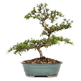  Ankara Anadolu Anadolu �nternetten �i�ek sipari�i  ithal bonsai saksi �i�egi  Ankara Anadolu �i�ek g�nderme sitemiz g�venlidir 