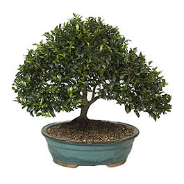  Ankara Anadolu ucuz �i�ek g�nder  ithal bonsai saksi �i�egi  Ankara Anadolu �i�ek g�nderme sitemiz g�venlidir 