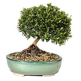  Ankara Anadolu cicekciler , cicek siparisi  ithal bonsai saksi �i�egi  Ankara Anadolu hediye sevgilime hediye �i�ek 