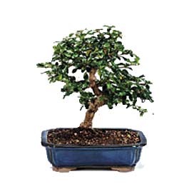  Ankara Anadolu uluslararas� �i�ek g�nderme  ithal bonsai saksi �i�egi  Ankara Anadolu 14 �ubat sevgililer g�n� �i�ek 