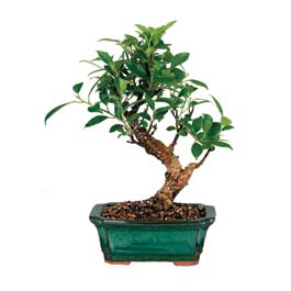  Ankara Anadolu �i�ek sipari�i sitesi  ithal bonsai saksi �i�egi  Ankara Anadolu �i�ek online �i�ek sipari�i 
