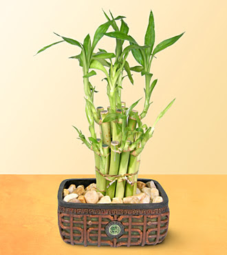 Lucky Bamboo  saksi �i�egi  Ankara Anadolu online �i�ek g�nderme sipari� 
