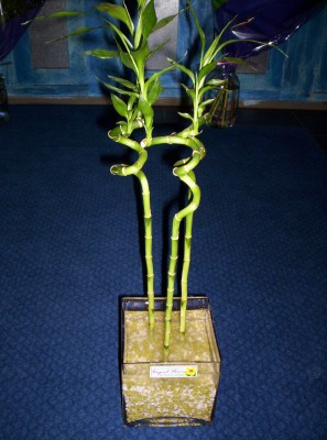 Lucky Bamboo 3 adet saksi �i�egi  Ankara Anadolu cicekciler , cicek siparisi 