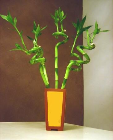 Lucky Bamboo 5 adet vazo i�erisinde  Ankara Anadolu internetten �i�ek sat��� 