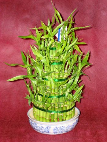 Lucky Bamboo sans melegi �i�egi  Ankara Anadolu �i�ek sipari�i sitesi 