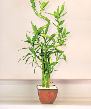 Lucky Bamboo sans melegi �i�egi  Ankara Anadolu online �i�ek g�nderme sipari� 