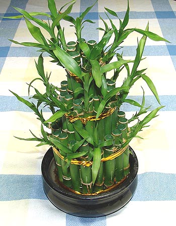 Lucky Bamboo sans melegi �i�egi  Ankara Anadolu �i�ek�iler 