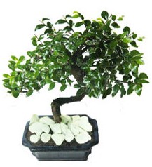 9 yasinda Bonsai agaci  Ankara Anadolu yurti�i ve yurtd��� �i�ek sipari�i 