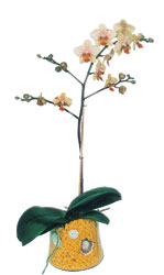  Ankara Anadolu online iek gnderme sipari  Phalaenopsis Orkide ithal kalite