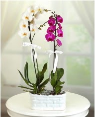 1 dal beyaz 1 dal mor yerli orkide saksda  Ankara Anadolu iek servisi , ieki adresleri 