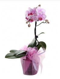 1 dal pembe orkide saks� �i�e�i  Ankara Anadolu kaliteli taze ve ucuz �i�ekler 