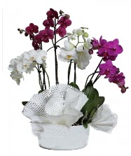 4 dal mor orkide 2 dal beyaz orkide  Ankara Anadolu anneler gn iek yolla 