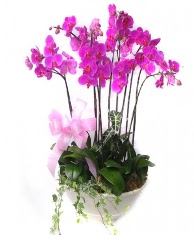 9 dal orkide saks iei  Ankara Anadolu gvenli kaliteli hzl iek 