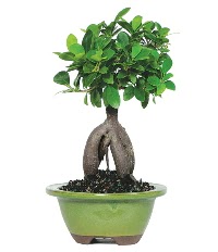 Bonsai saks� �i�e�i  Ankara Anadolu �i�ek sipari�i sitesi 