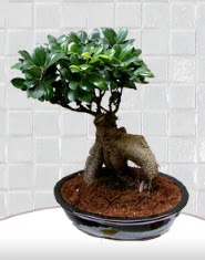 saks iei japon aac bonsai  Ankara Anadolu kaliteli taze ve ucuz iekler 
