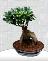 saks� �i�e�i japon a�ac� bonsai  Ankara Anadolu kaliteli taze ve ucuz �i�ekler 