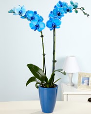 Esiz bir hediye 2 dall mavi orkide  Ankara Anadolu cicekciler , cicek siparisi 