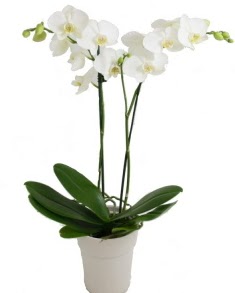2 dall beyaz orkide  Ankara Anadolu uluslararas iek gnderme 