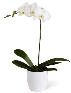 1 dall beyaz orkide  Ankara Anadolu 14 ubat sevgililer gn iek 